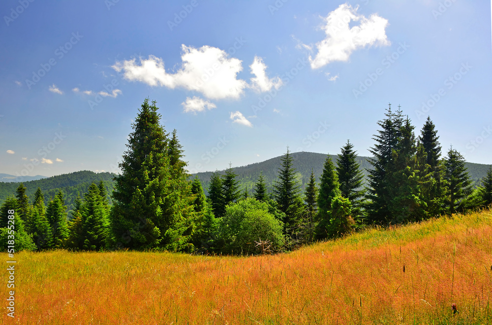 Summer landscape of the Beskid Mountains  - Beskid Sadecki.