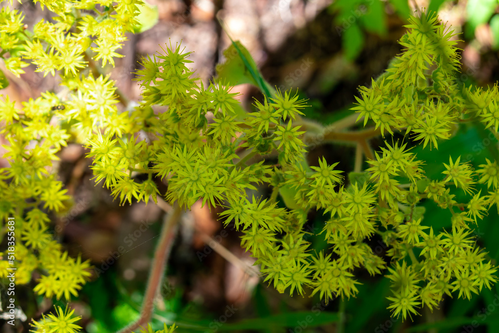 Tree houseleek (Aeonium cuneatum), an endemic species of the Garajonay National Park, La Gomera, Canary Islands, Spain, Europe. Selective focus on the flowering part of the plant in the laurel forest