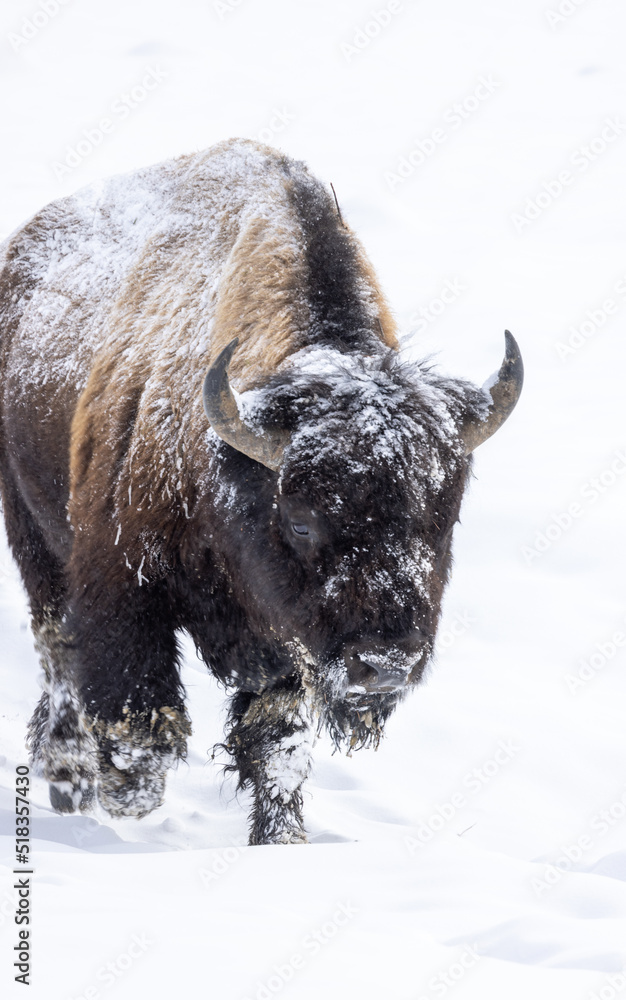 Bison in Yellowstone National Park Wyoming in Winter Bison in Yellowstone National Park Wyoming in Winter