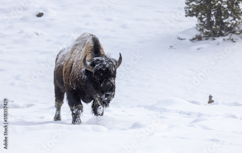 Bison in Yellowstone National Park Wyoming in Winter