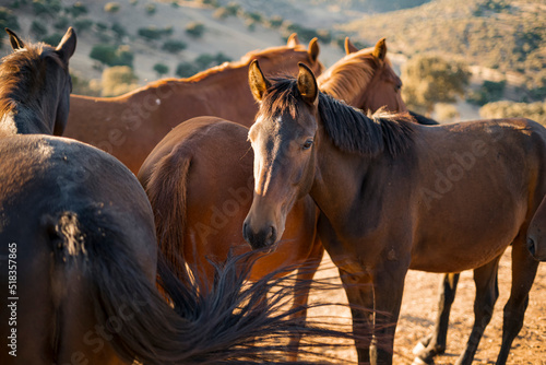 Fototapeta Naklejka Na Ścianę i Meble -  A group of Horses on a farm around a beautiful landscape. Photograph taken somewhere in Andalusia, Spain.