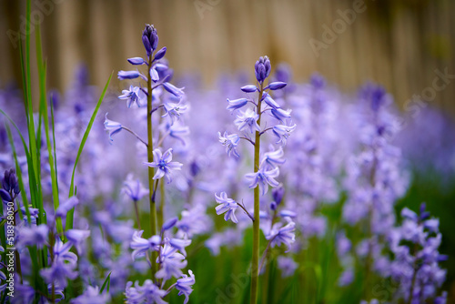 Spanish bluebell flowers, a species of Hyacinthoides, blooming and blossoming in a field or botanical garden outside. Wild flowering plants thriving outdoors and used for gardening decoration