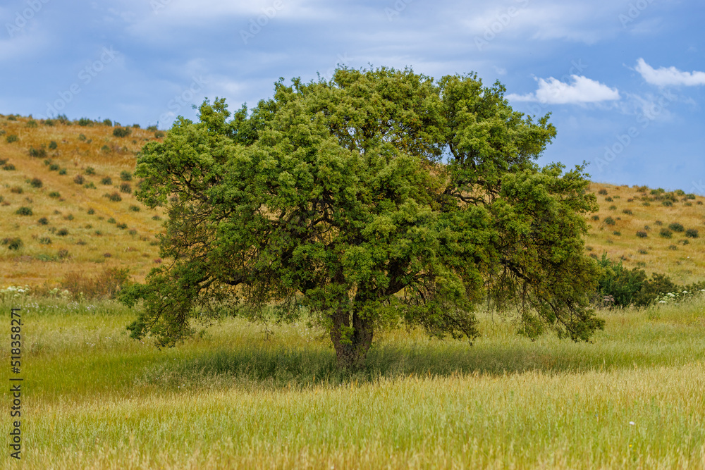 Olive tree in a meadow on the island of Sardinia