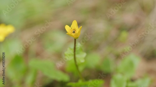 Lesser calandine on woodland floor. Bright yellow flowers of lesser celandine. Trembling in the wind. photo