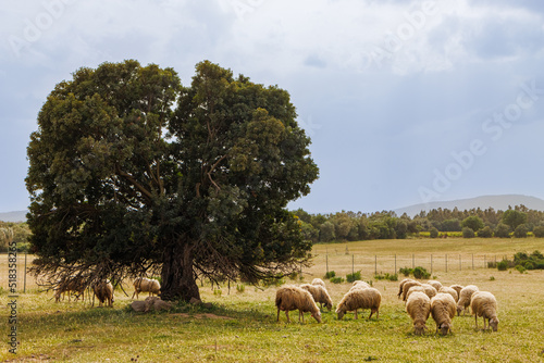 Sheep farming is widespread in Sardinia © KajzrPhotography.com