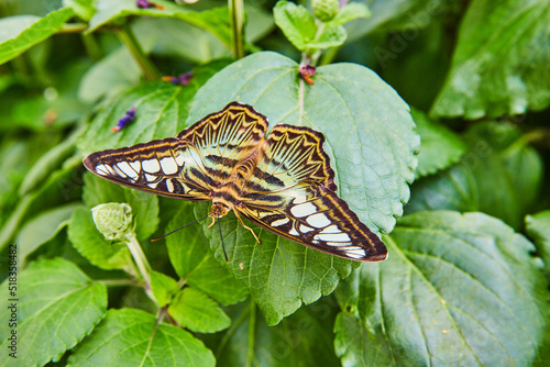Brown Clipper butterfly resting on leaf in gardens