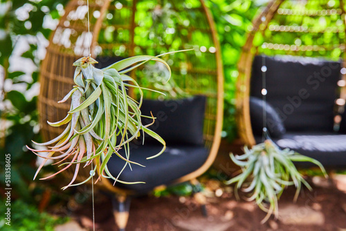 Detail of hanging succulent with chairs in background photo