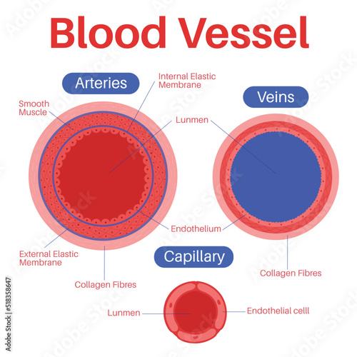 Blood vessel in the human body. photo