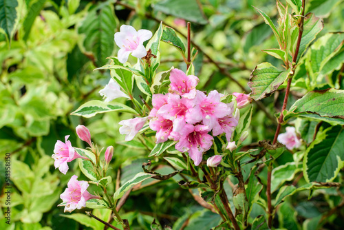Many light pink flowers of Weigela florida plant with flowers in full bloom in a garden in a sunny spring day  beautiful outdoor floral background photographed with soft focus.