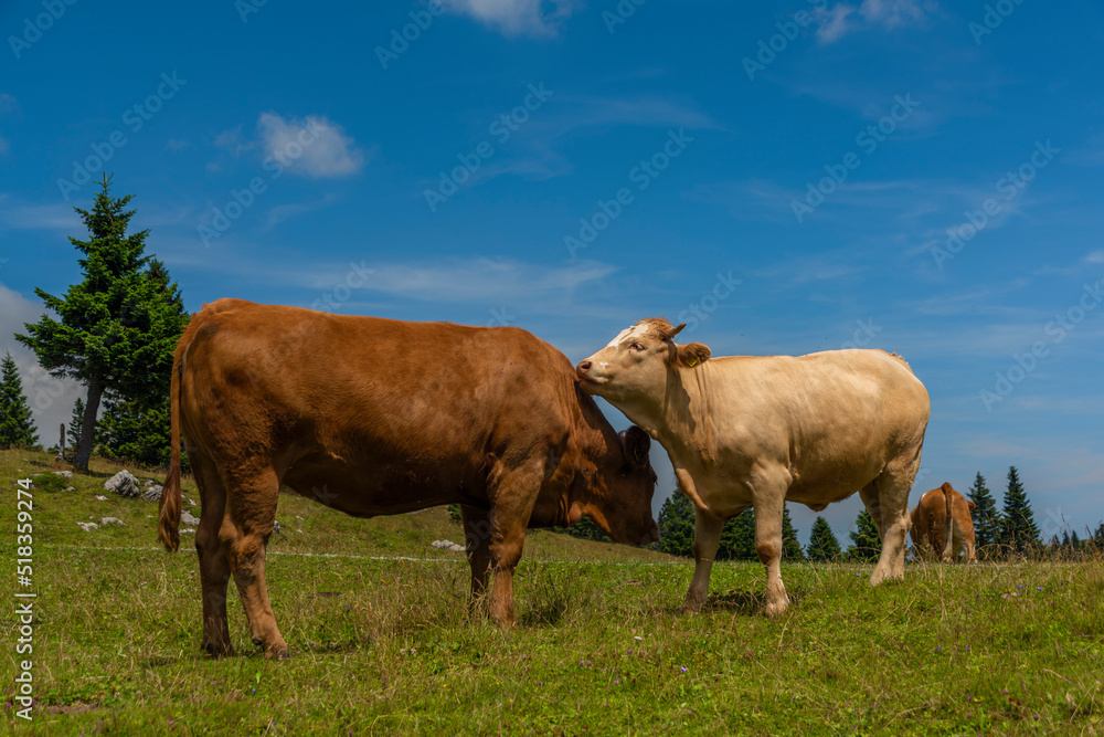 Clean color cows with blue sky background in Velika Planina mountains