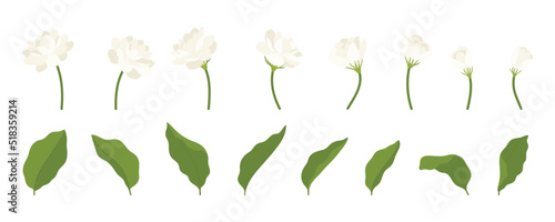 Hand drawn collection of jasmine flower illustration.