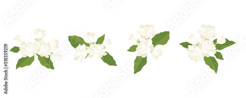 Hand drawn collection of jasmine flower illustration.