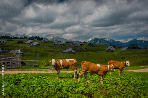 Clean color cows with mountains background in Velika Planina mountains