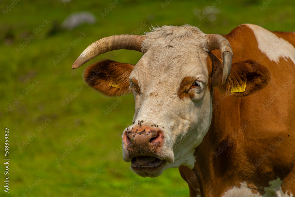 Clean color cow with green grass background in Velika Planina mountains Clean color cow with green grass background in Velika Planina mountains