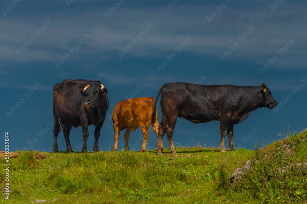 Fototapeta premium Clean color cows with blue sky background in Velika Planina mountains