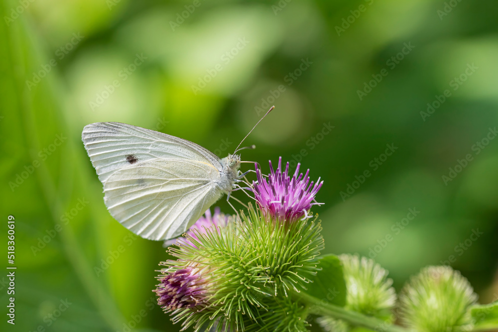 Cabbage butterfly on a common burdock flower