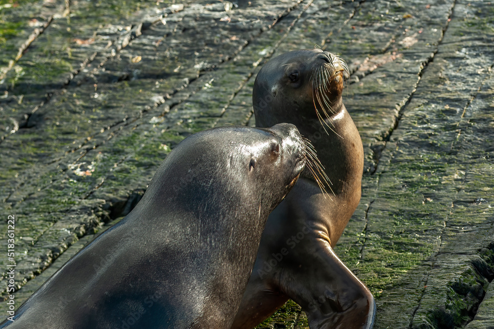 Fototapeta premium Sealions in Ushuaia, Patagonia, Argentina
