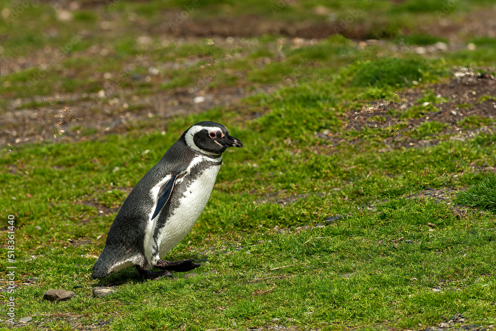 Obraz premium Penguin in Ushuaia, Patagonia, Argentina