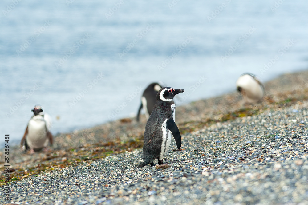 Obraz premium Penguin in Ushuaia, Patagonia, Argentina