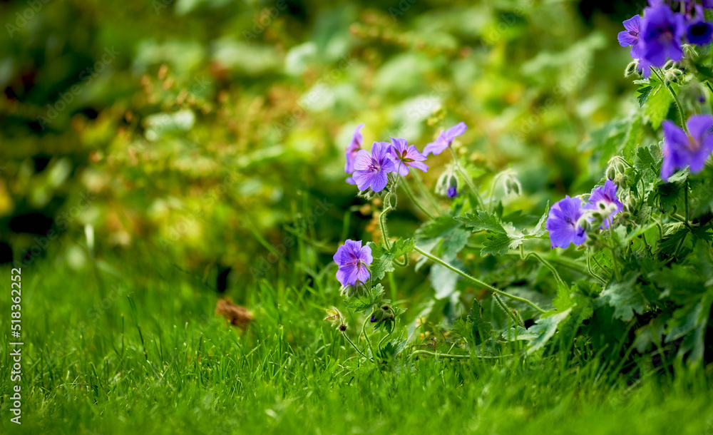Beautiful Himalayan cranesbill flower, species of geraniums, growing in a field or botanical garden outdoors. Beautiful plants with vibrant violet petals blooming and blossoming in a lush environment Beautiful Himalayan cranesbill flower, species of geraniums, growing in a field or botanical garden outdoors. Beautiful plants with vibrant violet petals blooming and blossoming in a lush environment