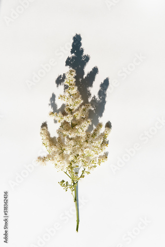 Twig of blooming lush white astilbe with a hard shadow on a white background. photo