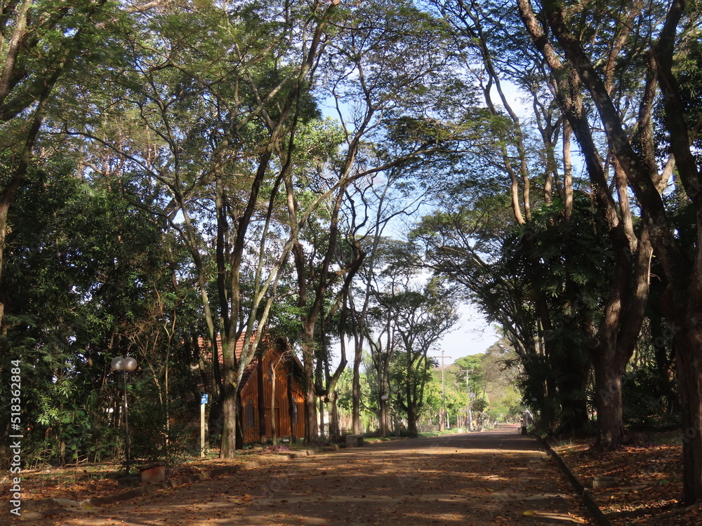 Fototapeta premium tree in the park