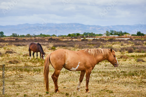 Two horses resting in field with mountains in background