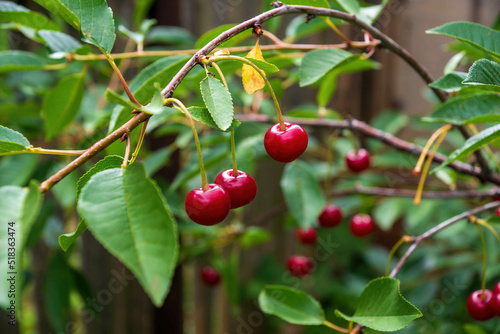 three cherries hang on a cherry tree among foliage and other cherries