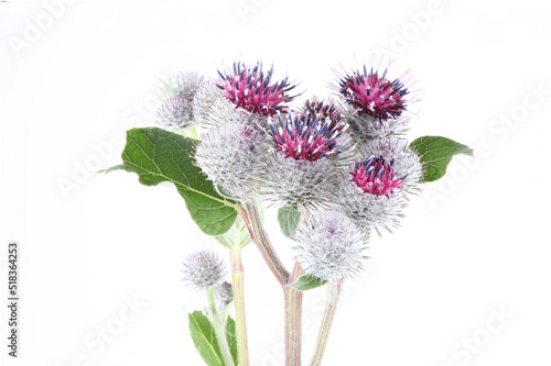 Burdock with the Latin name Arctium, Carduinae photo