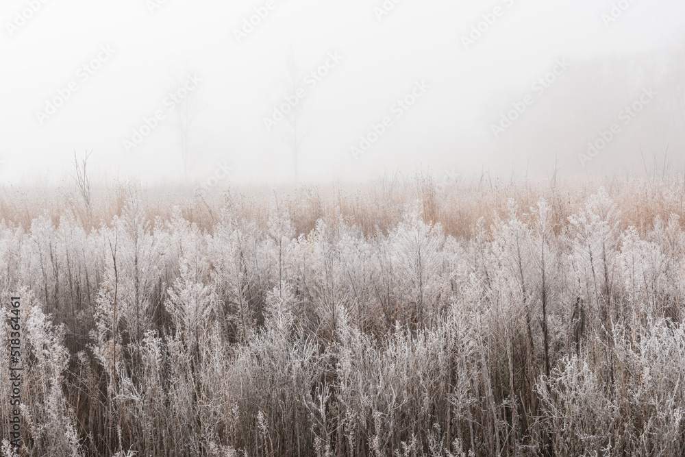 Landscape of frosted, autumn, tall grass prairie in fog, Fort Custer State Park, Michigan, USA Landscape of frosted, autumn, tall grass prairie in fog, Fort Custer State Park, Michigan, USA