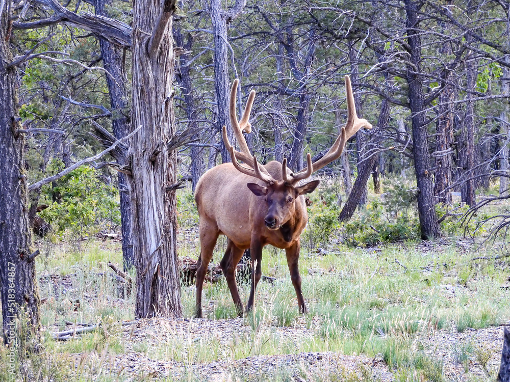 elk in velvet elk in velvet