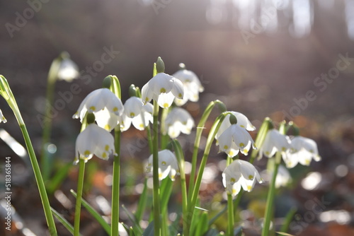 Bellflowers, wild white snowdrops growing from the forest ground. © Marina