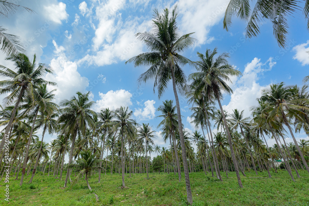 coconut tree and sky,View Coconut tree at Krabi, Thailand StockFoto