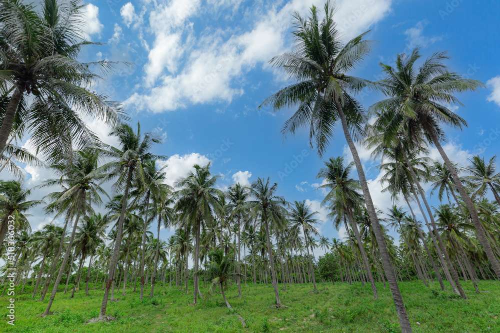coconut tree and sky,View Coconut tree at Krabi, Thailand coconut tree and sky,View Coconut tree at Krabi, Thailand