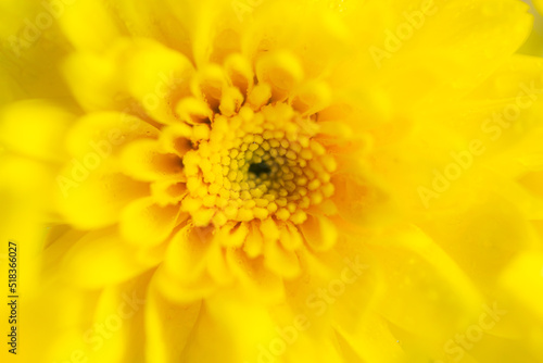 macro yellow flower background Close-up Yellow flower