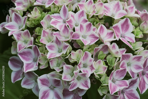 Close-up of the blooming Hydrangea plant with the bicolor flowers photo