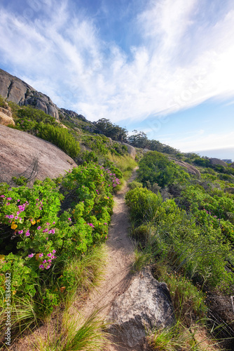 Relaxing nature scene of outdoor hiking trail amongst flower fields on a mountain on a sunny day in Summer or Spring. Peaceful walking path between plants and bushes. Scenic route with trees ahead.