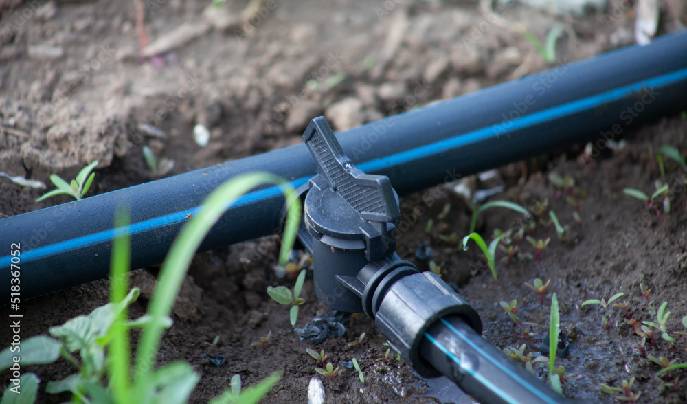 A pipe with a faucet on a drip tape. A system for drip irrigation of plants in the garden.