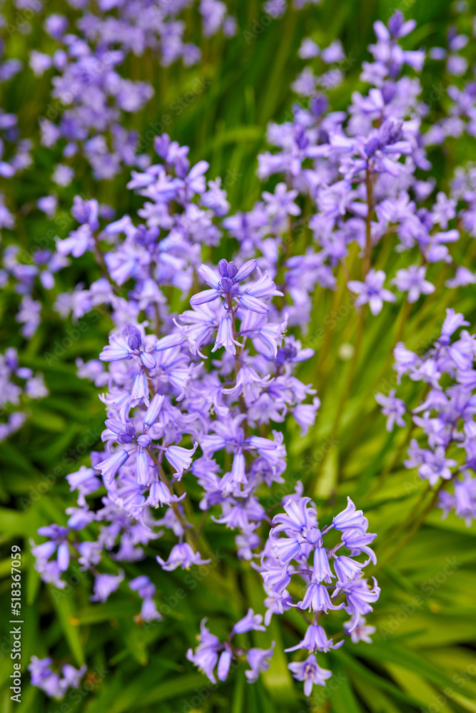 Closeup of common bluebell flowers growing and flowering on green stems in remote field, meadow or home garden. Textured detail of backyard blue kent bell or campanula plants blossoming and blooming