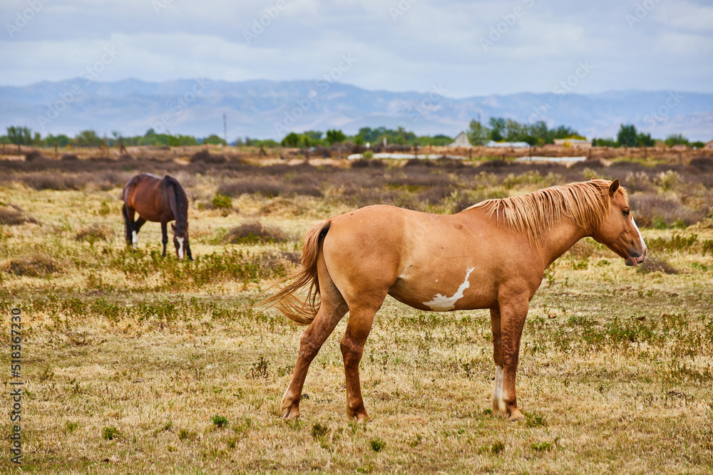 Two horses relaxing on farm next to mountains