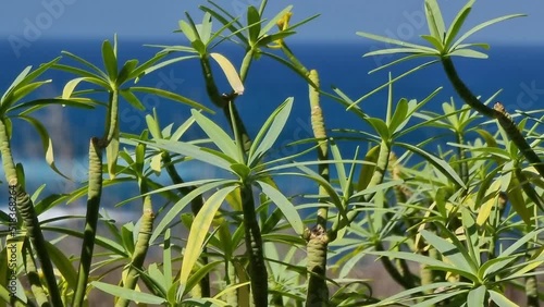 las hojas de una tabaiba se mecen con la brisa marina en Punta del Hidalgo, Tenerife
