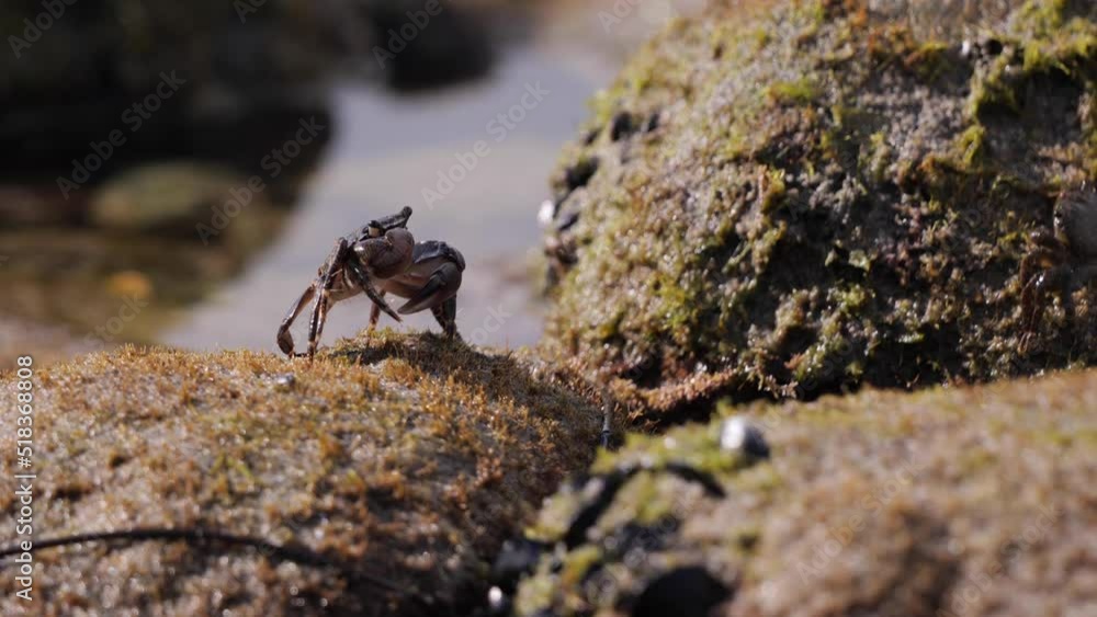 Pacific crabs at low tide run over stones in search of food. San Onofre state beach (California). Pacific crabs at low tide run over stones in search of food. San Onofre state beach (California).