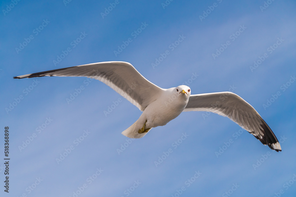 Russia. Leningrad region. May 29, 2022. Lake seagull, filmed in flight. Russia. Leningrad region. May 29, 2022. Lake seagull, filmed in flight.