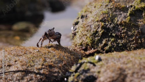 Pacific crabs at low tide run over stones in search of food. San Onofre state beach (California). photo