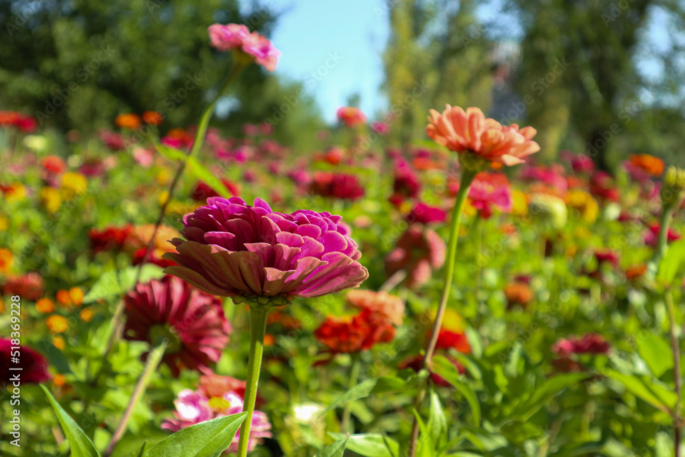 flowers in the meadow. gerberas close-up on the background of a blurred meadow flowers in the meadow. gerberas close-up on the background of a blurred meadow