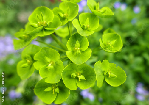 A macro of Euphorbia seguieriana or steppe spurge with green flowers