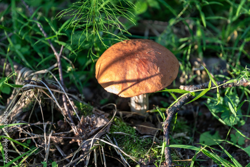 Mushrooms in grass