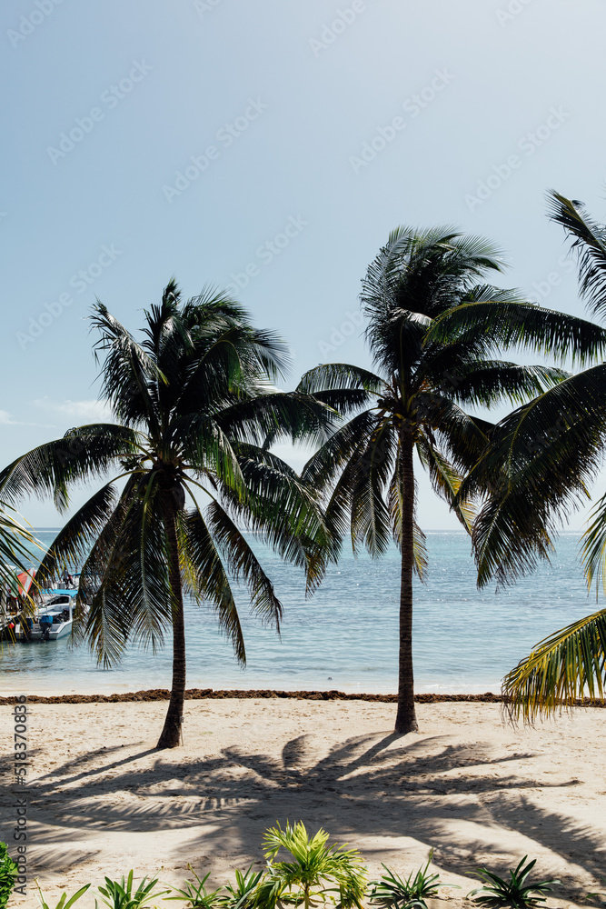 Palm trees on the beach in the sunshine in Belize Palm trees on the beach in the sunshine in Belize