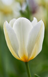 Closeup of white yellow tulips on green background with copy space. Petal details of a beautiful tulip flower with green stem. A flowering plant growing in a garden for its beauty and fragrance scent