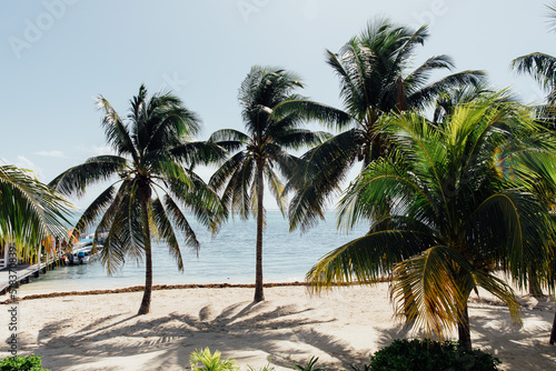 Palm trees on the beach in the sunshine in Belize photo